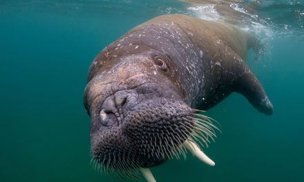 Can you spot a walrus in the wild? Or better yet, from space?