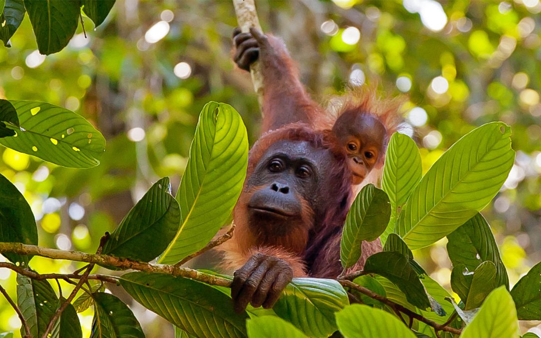 Discover the Wilds and Wildlife of Borneo
