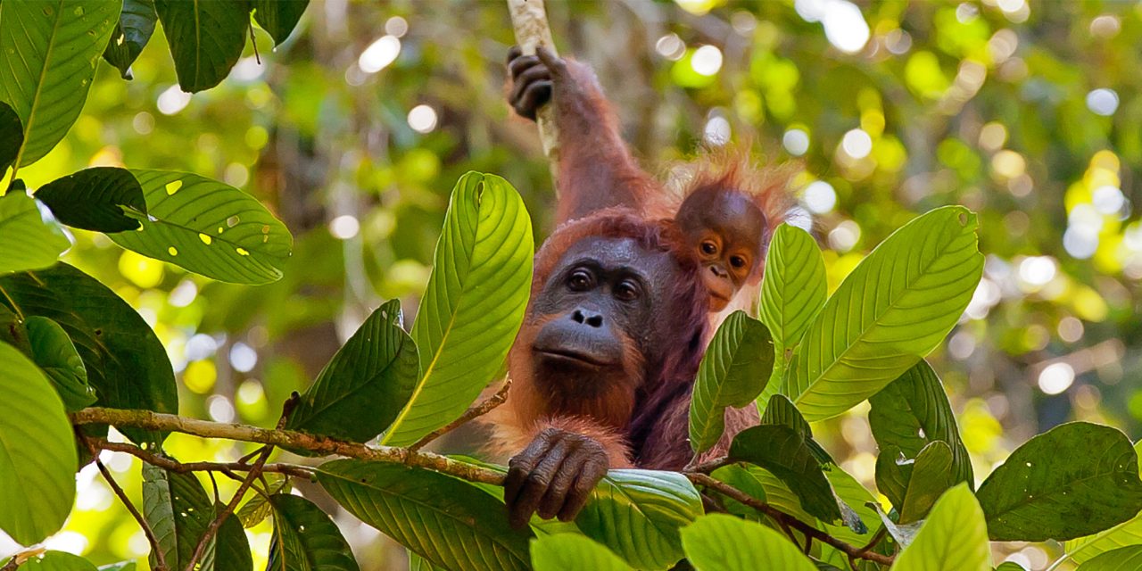 Discover the Wilds and Wildlife of Borneo
