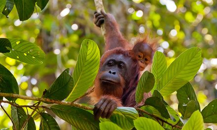 Discover the Wilds and Wildlife of Borneo