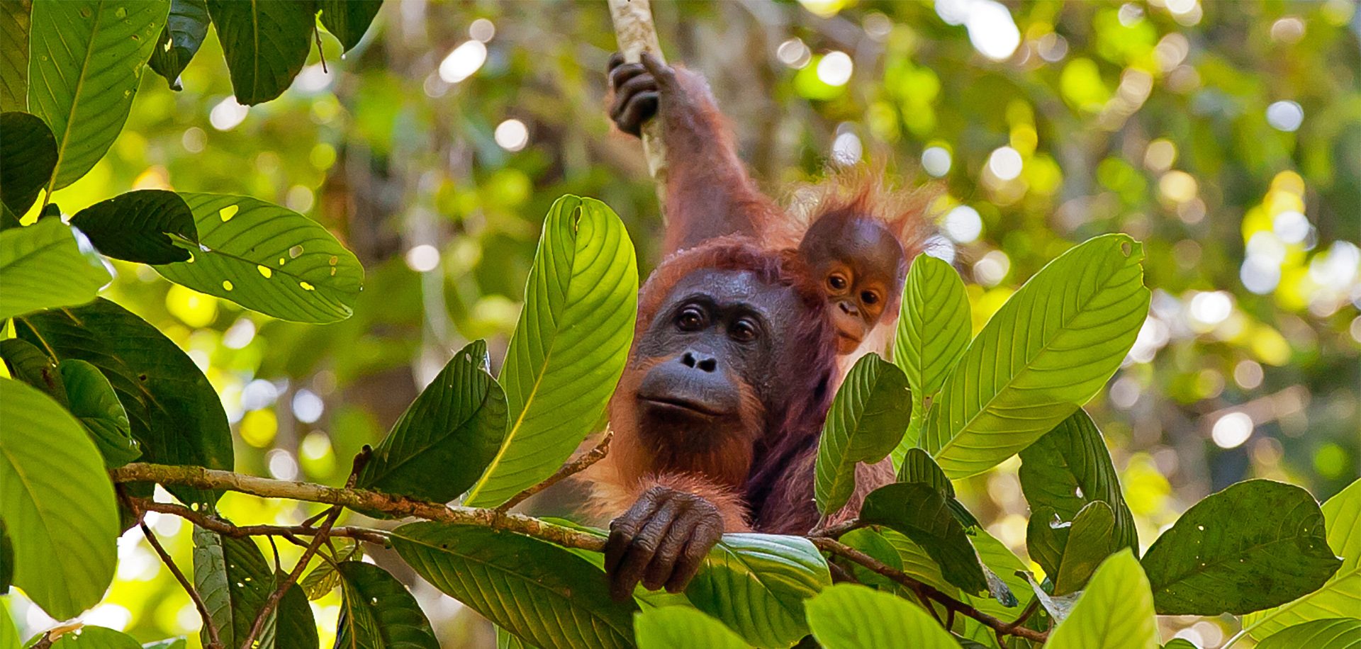 Endangered orangutan mother and baby in forests of Borneo, Indonesia