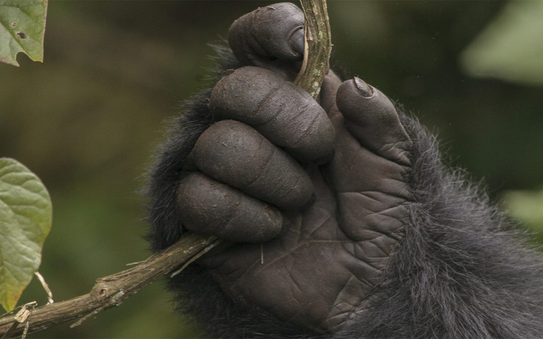 Rwanda Reforestation Program Plants Nearly 100,000 Trees: Nat Hab Partner Protects Primate Habitat