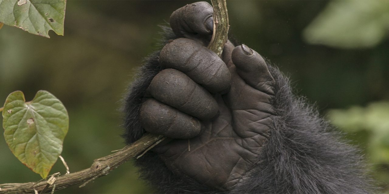 Nutcrackers & Whistles: Animals That Use Tools