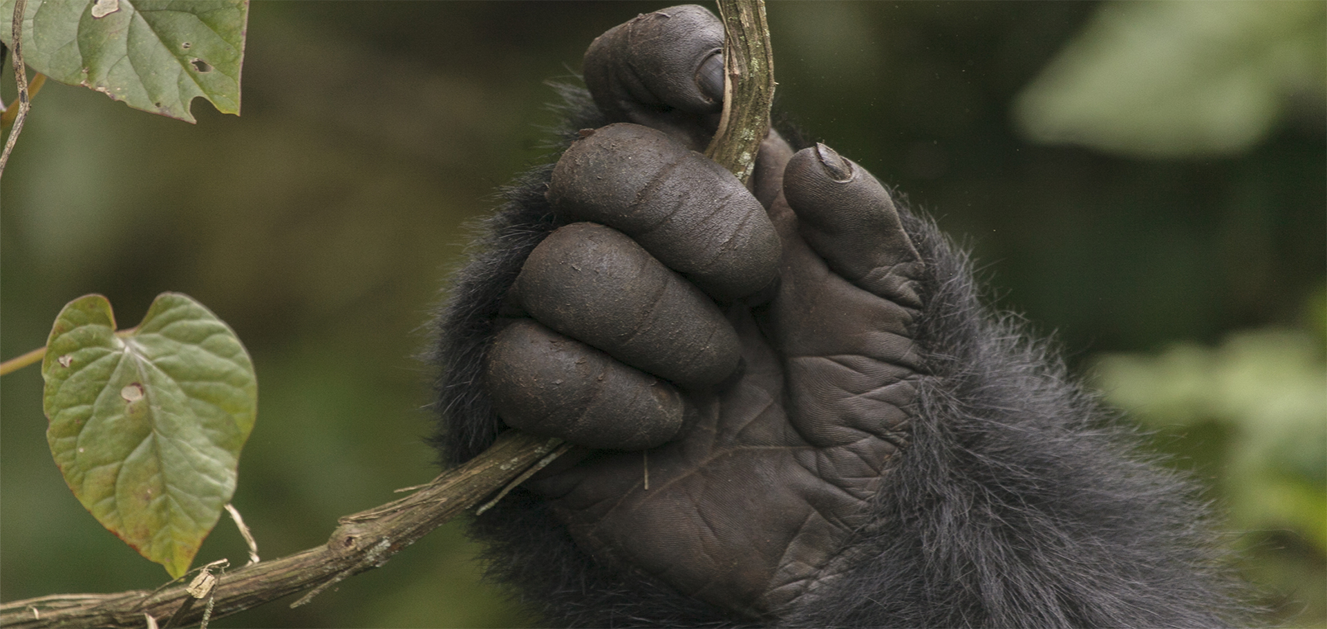 A gorilla's hand in the jungle in Rwanda