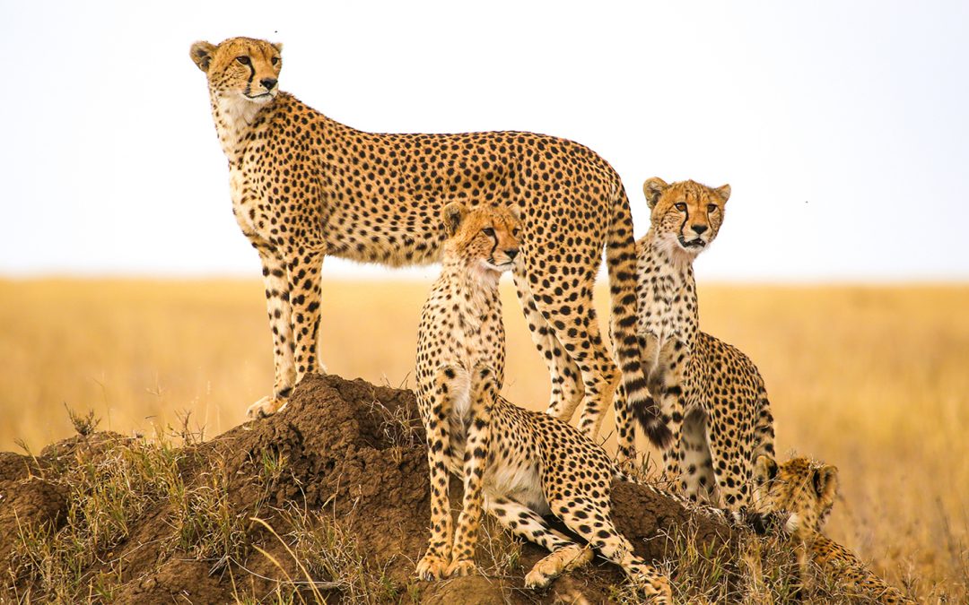 Cheetah Adaptation: Survival of the Fastest
