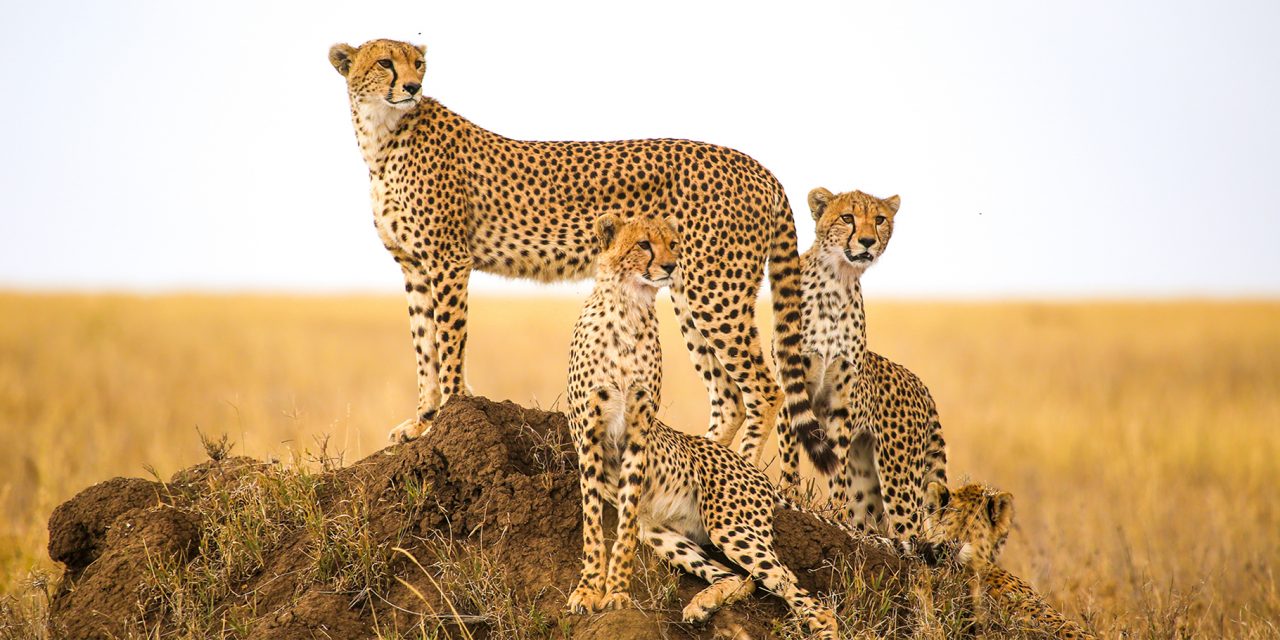 International Cheetah Day Celebrates Reintroduction in India
