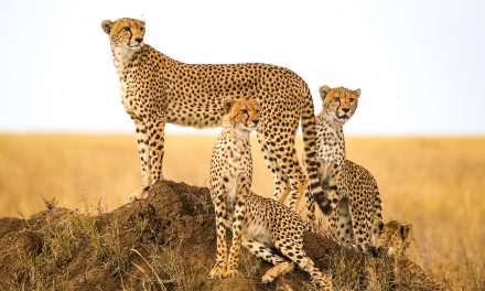 International Cheetah Day Celebrates Reintroduction in India