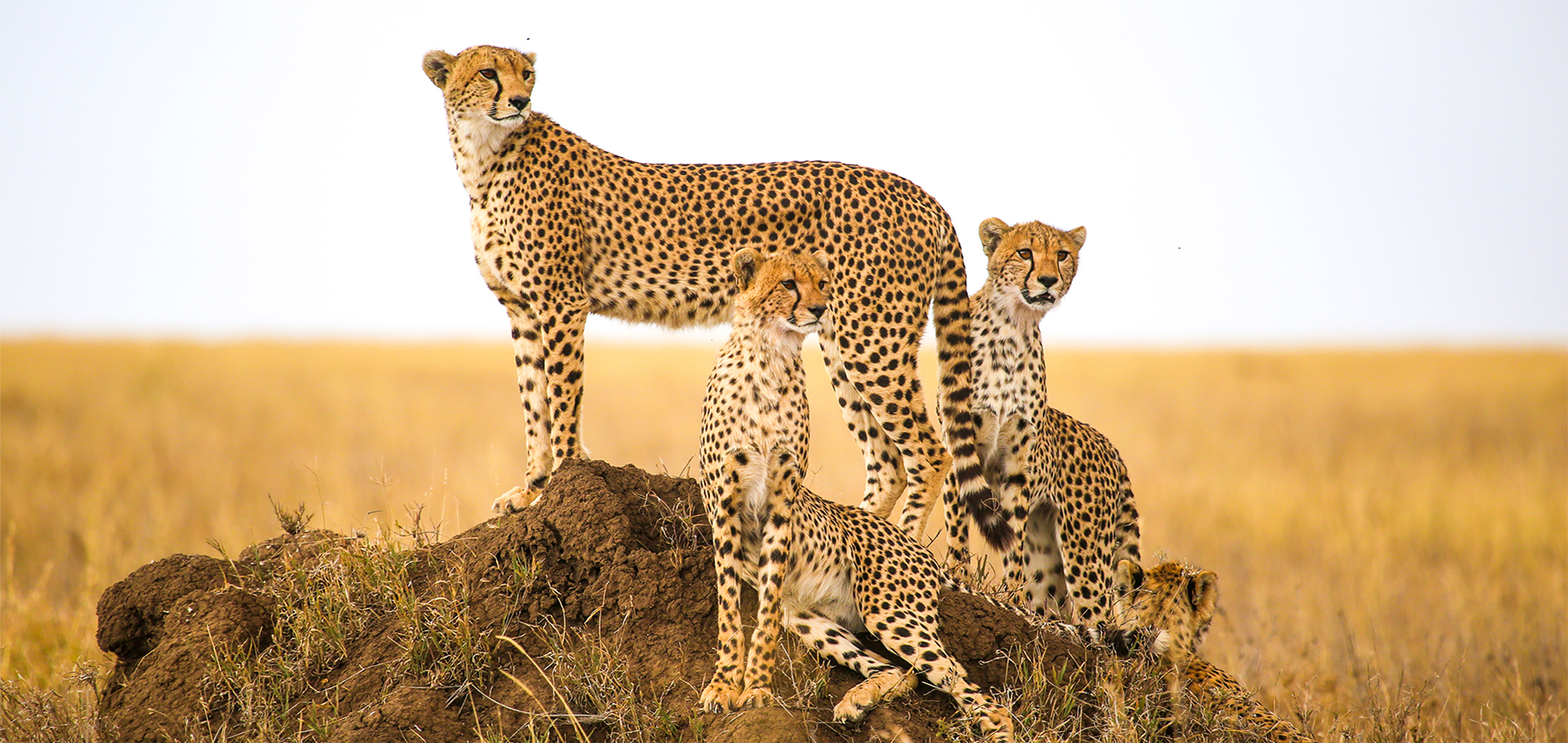 cheetahs watching prey in Serengeti National Park, Tanzania