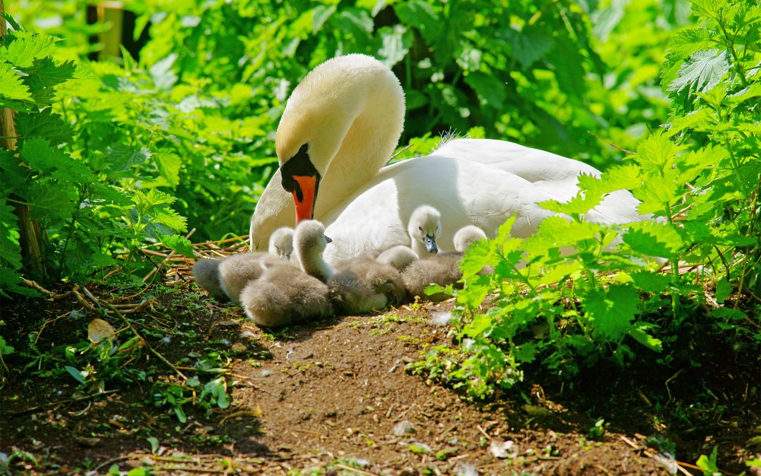 Visit the Avian Serengeti in the Heart of the Cotswolds: Slimbridge Wetland Center