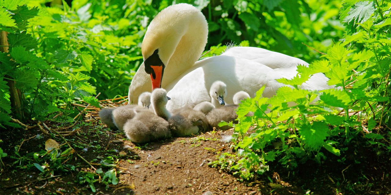 Visit the Avian Serengeti in the Heart of the Cotswolds: Slimbridge Wetland Center
