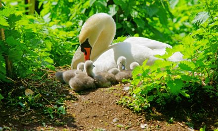 Visit the Avian Serengeti in the Heart of the Cotswolds: Slimbridge Wetland Center