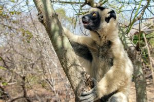 Sifaka lemur, Silky sifaka (Propithecus candidus), Madagascar