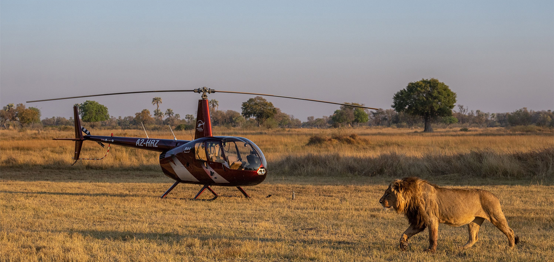Scenic helicopter flight private African safari male lion