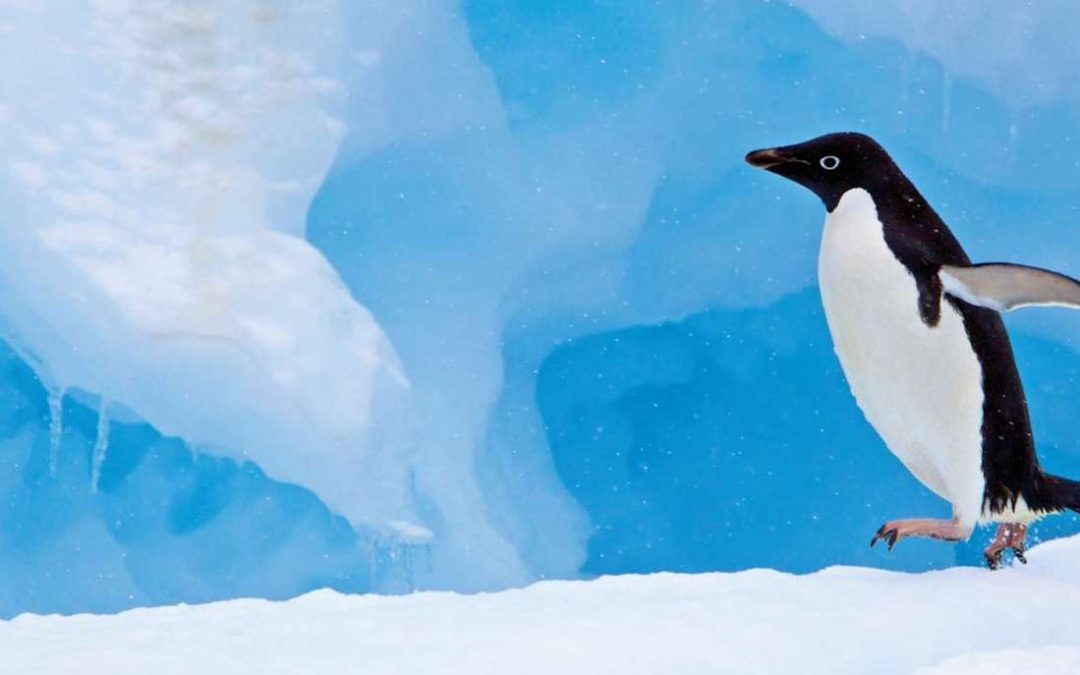 Cruise into the New Year with Lindblad Expeditions