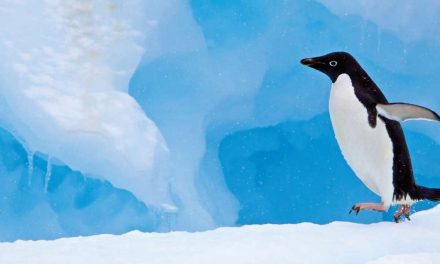 Cruise into the New Year with Lindblad Expeditions