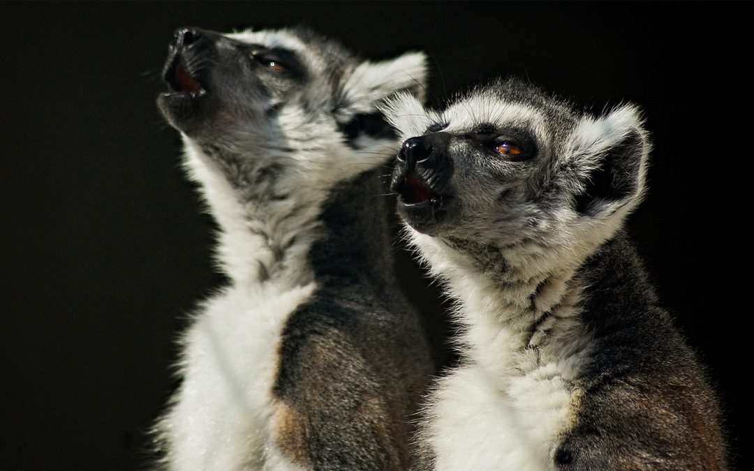The Singing Lemurs of Madagascar