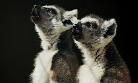 The Singing Lemurs of Madagascar