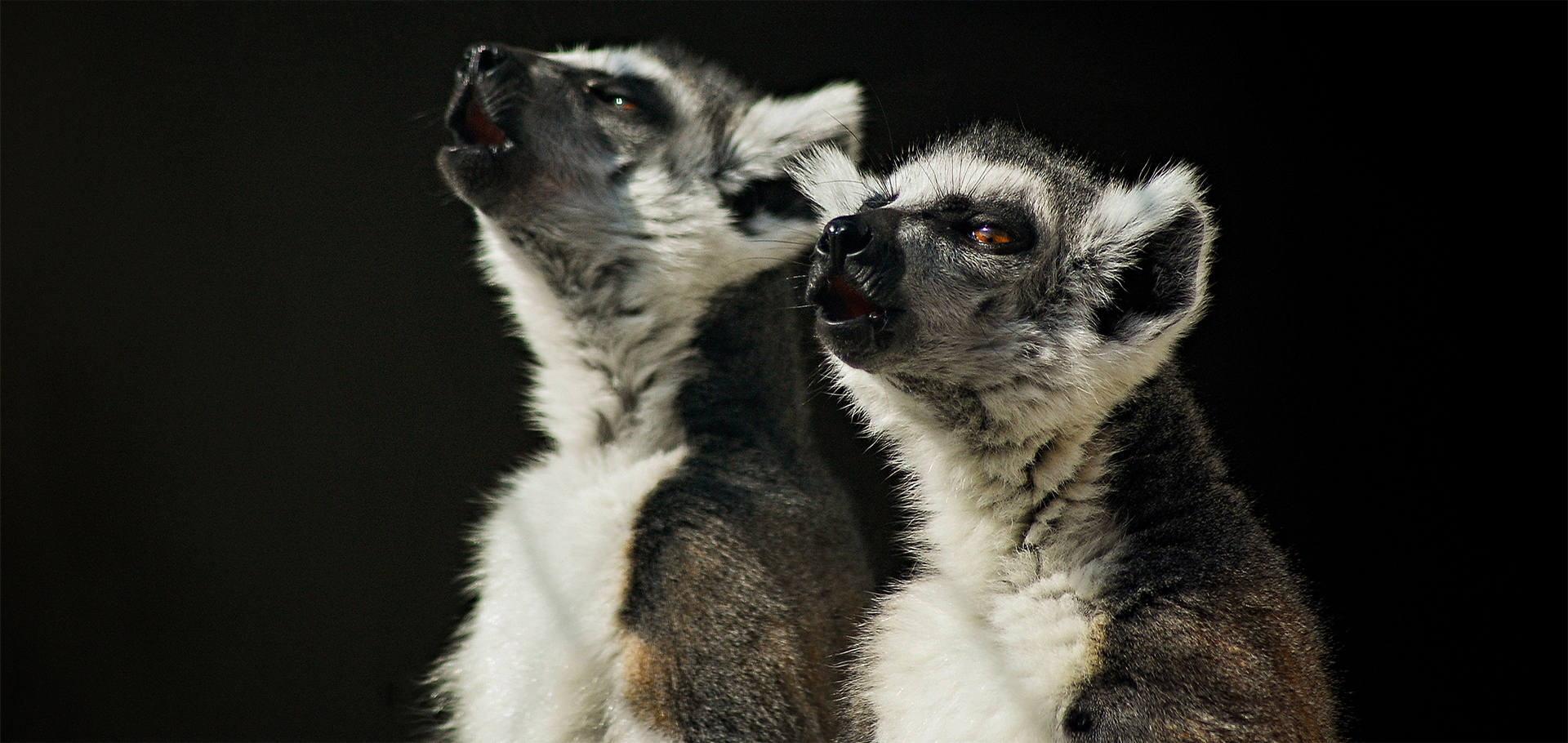 Ring-tailed lemurs are some of the most vocal primates. Vocal couple close up