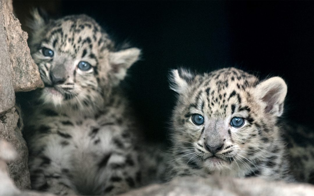 Helen Freeman: The “Jane Goodall” of Snow Leopards