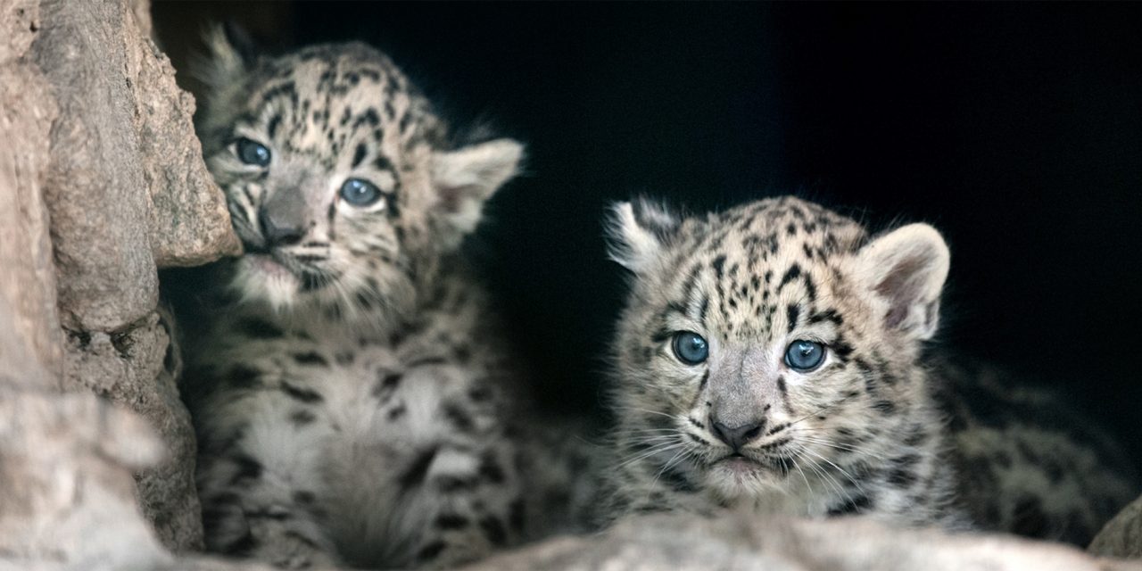 Helen Freeman: The “Jane Goodall” of Snow Leopards