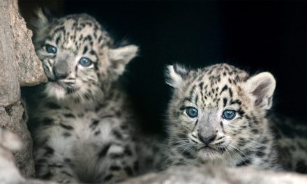 Helen Freeman: The “Jane Goodall” of Snow Leopards