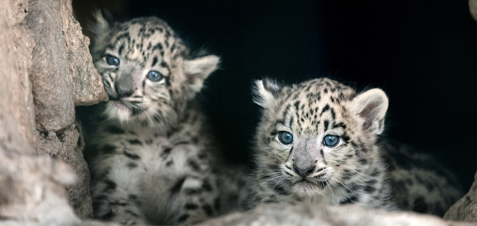 Snow leopard looks into distance with falling snow around it majestic endangered species Himalayas India mountains habitat conservation nature travel