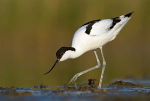 Pied avocet (recurvirostra avosetta) Birding wildlife