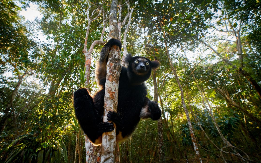 A Kaleidoscope of Wildlife on Africa’s Largest Island