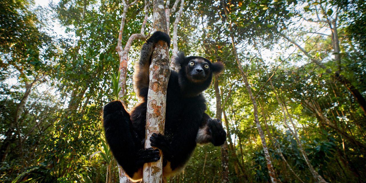 A Kaleidoscope of Wildlife on Africa’s Largest Island