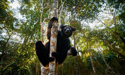 A Kaleidoscope of Wildlife on Africa’s Largest Island