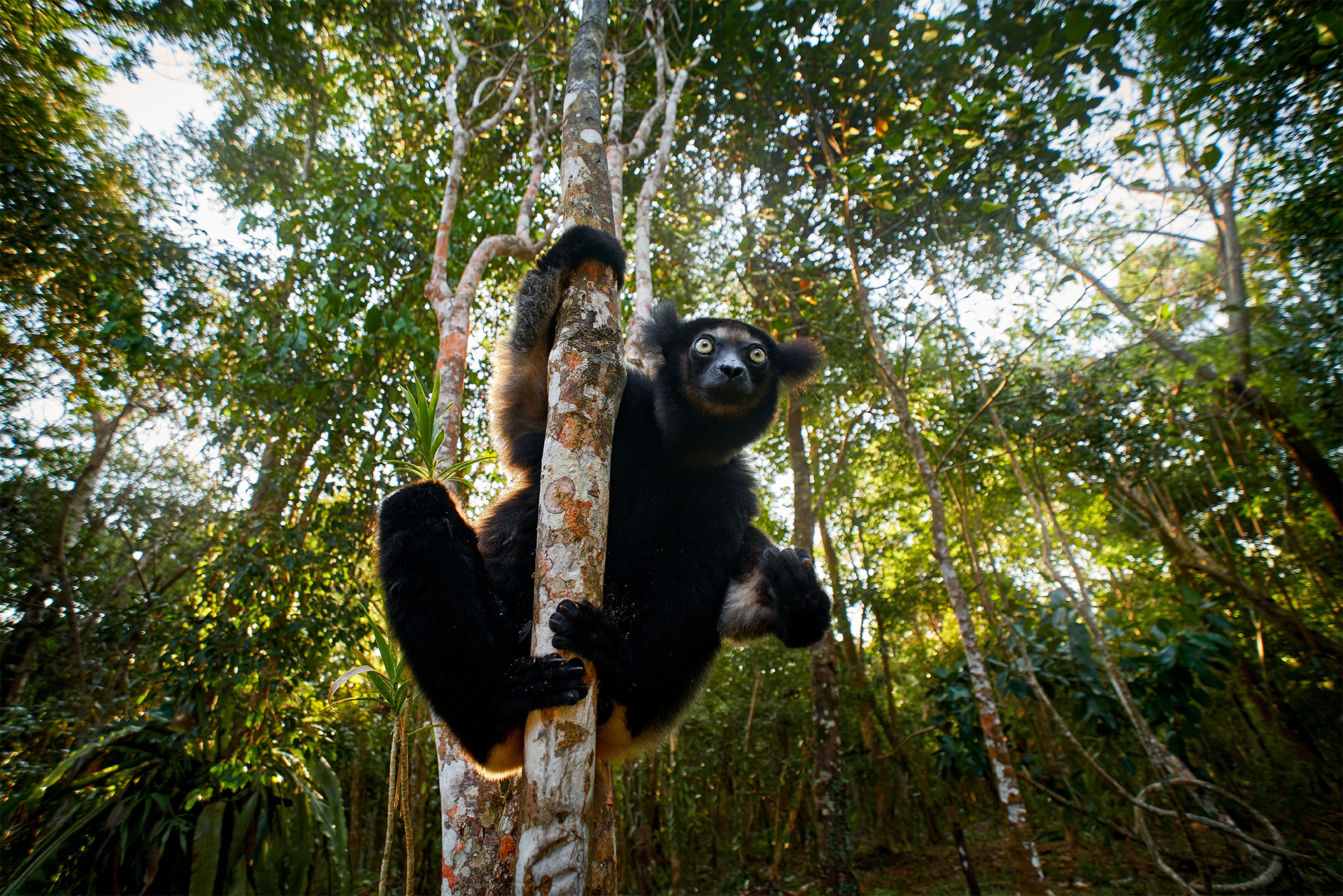 Wildlife Madagascar, babakoto, Indri indri, monkey, wide angle lens with habitat in Kirindy Forest, Madagascar. Lemur in the nature . Sifaka on the tree, sunny day. Largest living lemur.