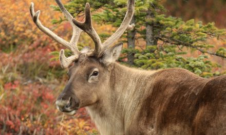 Holidays 2022: Tree Revelations and Reindeer Rebound