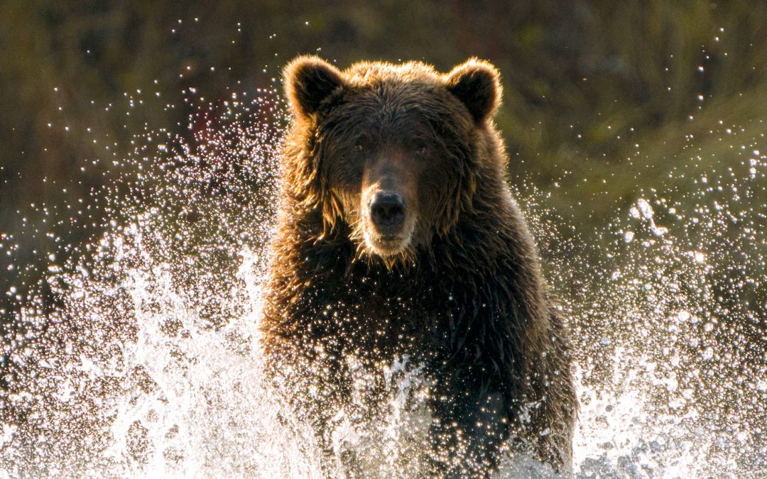 13 Conservation Success Stories of 2022