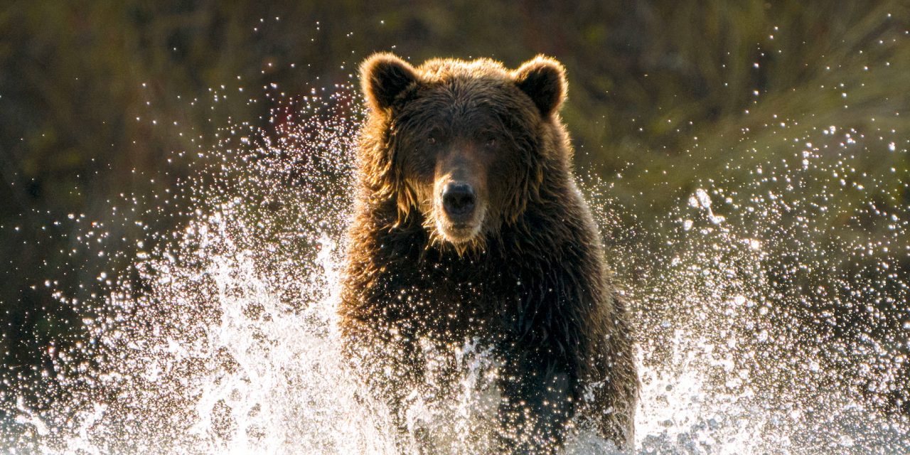 13 Conservation Success Stories of 2022