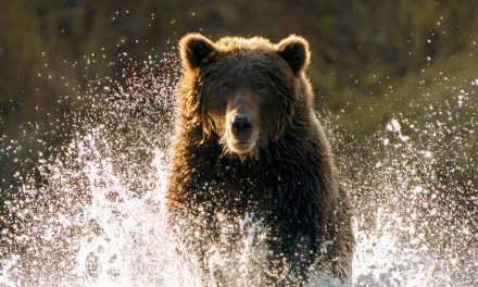 13 Conservation Success Stories of 2022