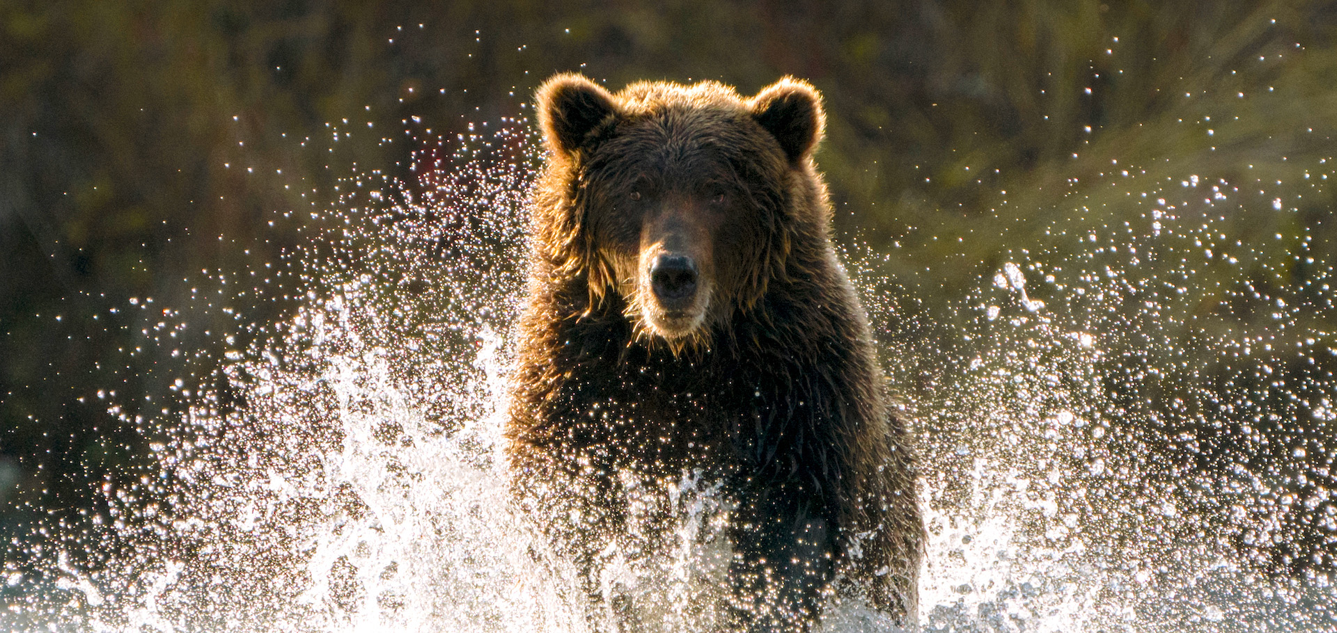 Alaska grizzly bear splashing in water