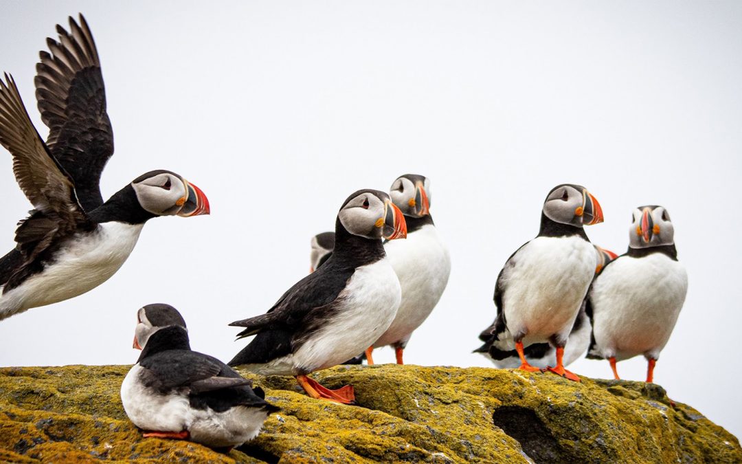 Iceland Full Circle: A Photo Pro Expedition