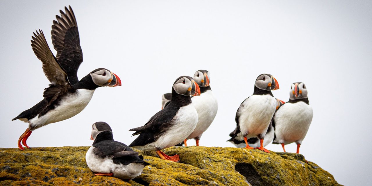 Iceland Full Circle: A Photo Pro Expedition