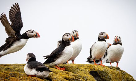 Iceland Full Circle: A Photo Pro Expedition