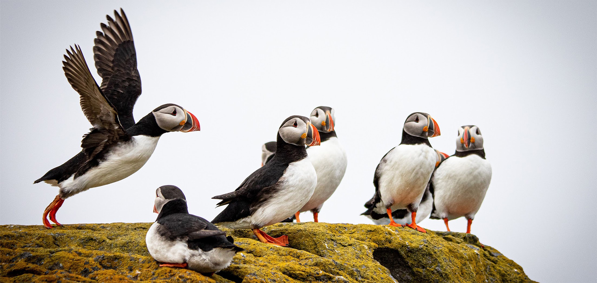 A colony of Atlantic Puffins in Iceland gather on top of sea cliffs covered in moss