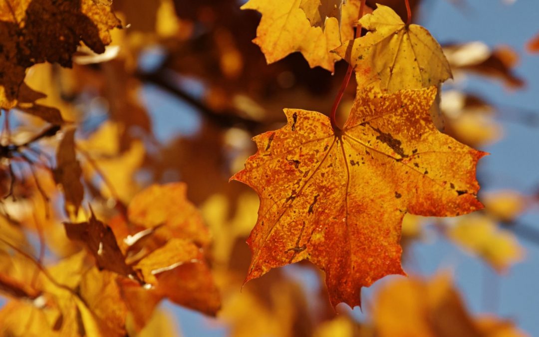 The Origins of Maple Syrup and the Case for Sustainability