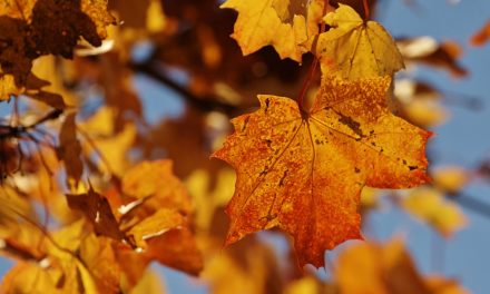 The Origins of Maple Syrup and the Case for Sustainability