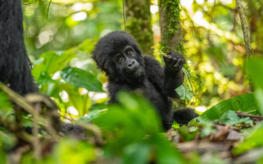 6 Ways to Help Endangered Species on World Wildlife Conservation Day