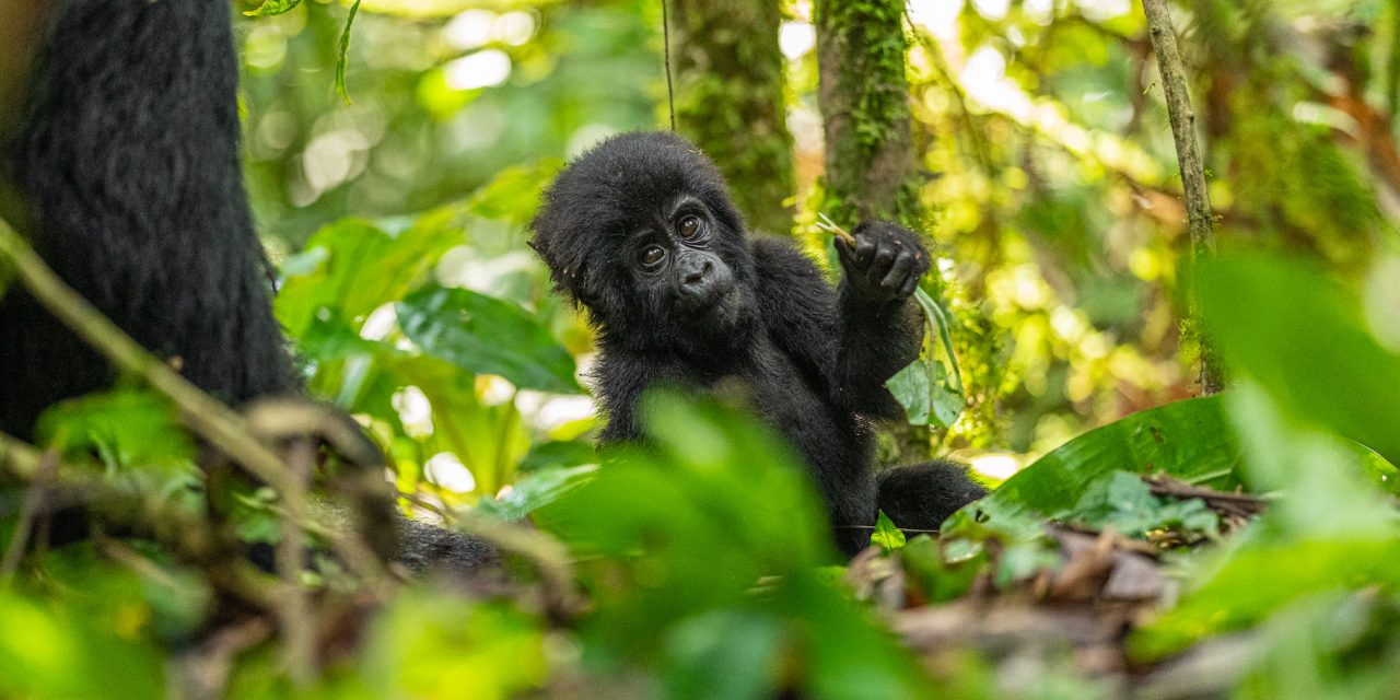 6 Ways to Help Endangered Species on World Wildlife Conservation Day