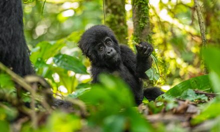 6 Ways to Help Endangered Species on World Wildlife Conservation Day