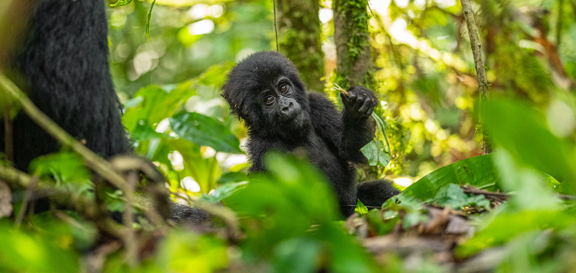 Young Gorilla