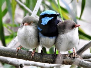 A family of Superb Fairy-wrens in South Eastern New South Wales, Australia; brilliant blue and black father and cute brown chicks on a branch with leafy green background