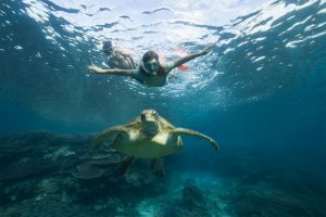 Travelers snorkel and swim with endangered sea turtles Great Barrier Reef north Australia