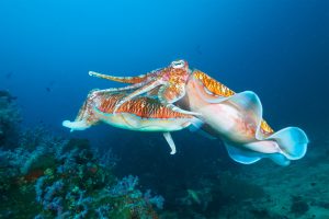 Pharaoh cuttlefish mating at the coral reef