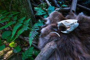 Skull and fur of European beaver (Castor fiber) in Rur river in North Eifel territory of Eifel Region in Germany, Europe